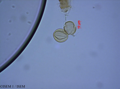 ISEM 1/Heppiella_ulmifolia_28076/Heppiella_ulmifolia_28076_0001(copy)_thumb.jpg